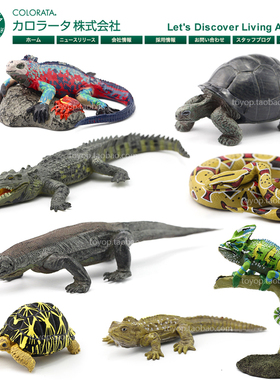 Colorata日本两栖动物模型仿真两栖野生爬行玩具海龟蜥蜴鳄龟玩具