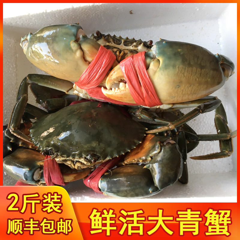 渔民大青蟹(2斤3-4只) 野生大海螃蟹大肉蟹红鲟鲜活海鲜水产礼盒