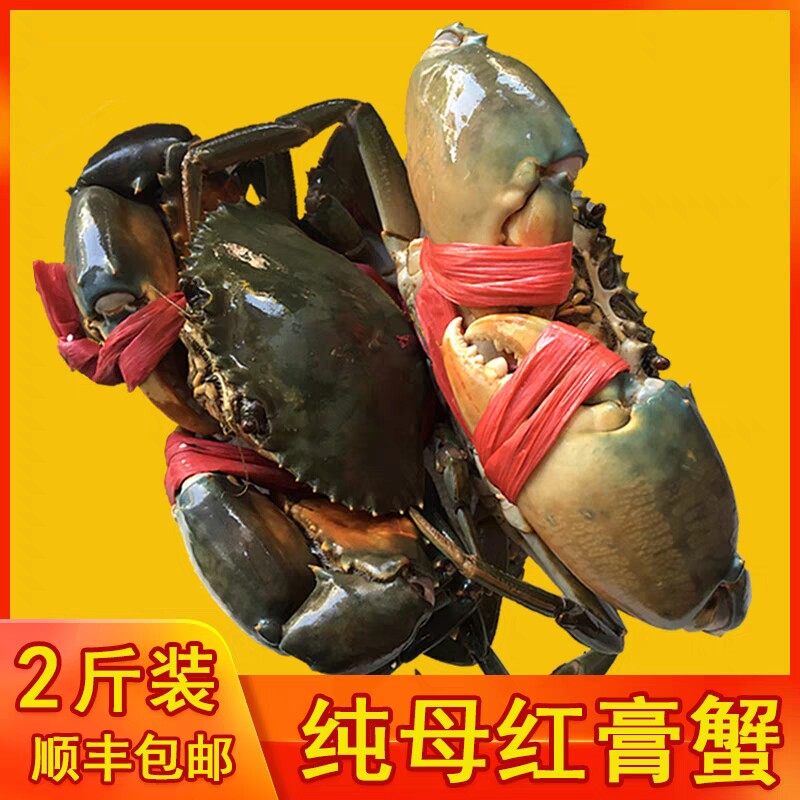 渔民母蟹(2斤装3-4只)青蟹鲜活海蟹螃蟹海鲜中秋节礼品包邮顺丰
