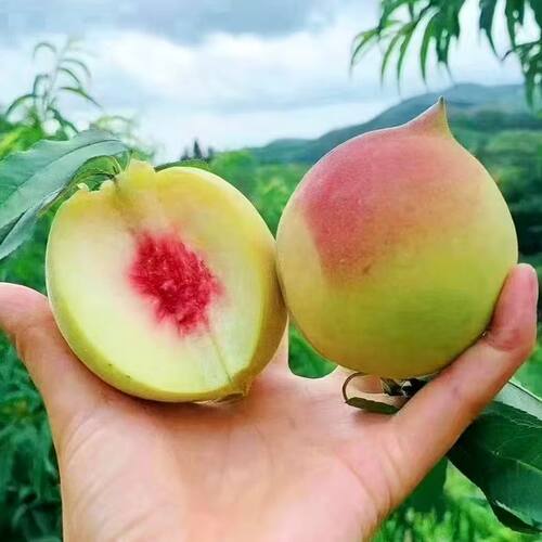鹰嘴桃赣南特色脆甜多汁果园直发