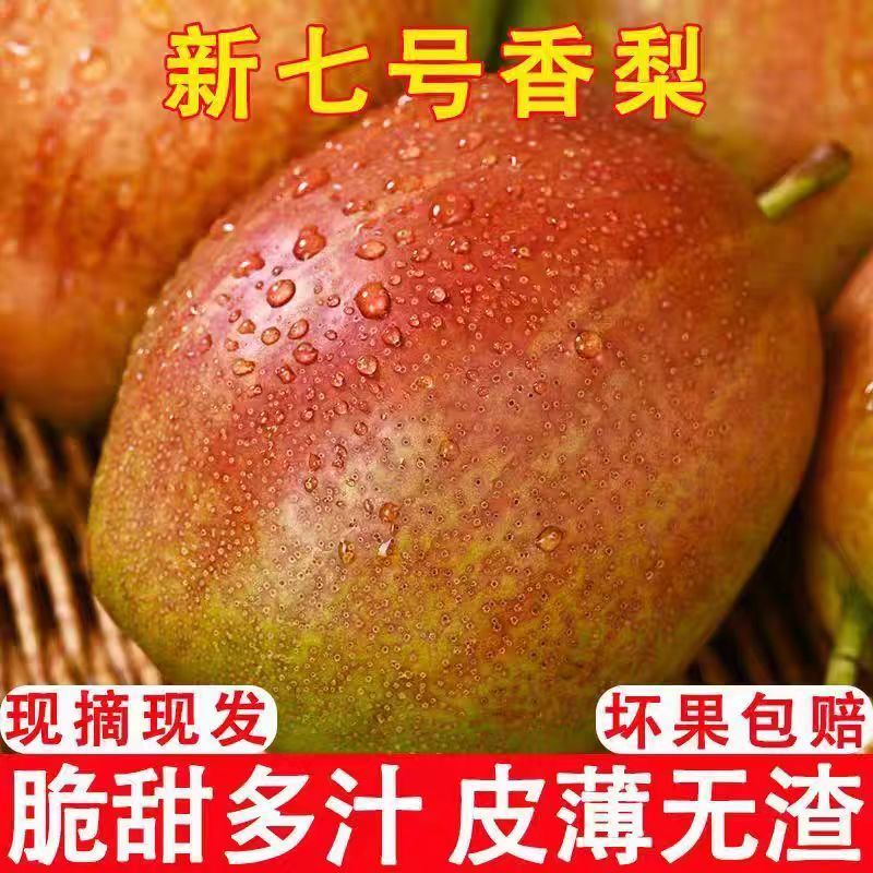 山东媚梨7号特产当季脆梨阳信鸭梨香甜皮薄汁多无渣果农现摘5斤