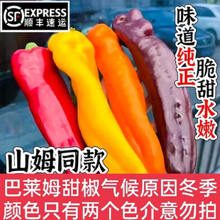 正宗巴莱姆甜椒水果辣椒生吃甜椒新鲜五彩青椒椒色沙拉凉拌蔬菜瘦