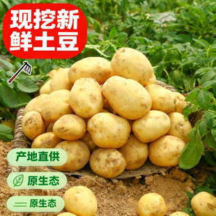 湖南沅陵农家自种富硒小土豆新鲜黄心现挖原生态产地直供沙面软糯