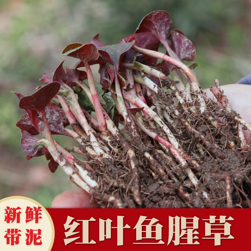 鱼腥草盆栽新鲜折耳根根种苗种植种芽红色带侧耳带土