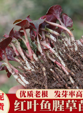 鱼腥草种植苗盆栽新鲜折耳根