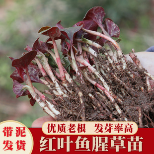 鱼腥草苗盆栽种子新鲜折耳根根种苗种植种籽芽红色带侧耳带土