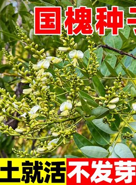 新采国槐种子速生树籽