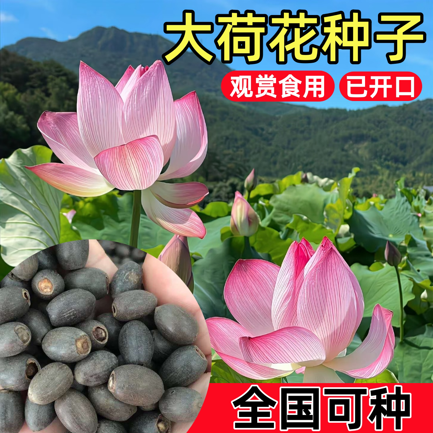 大型荷花种子池塘水养荷花四季莲藕室外盆栽莲花花籽观赏碗莲种籽