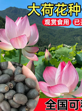 池塘水养荷花四季观赏夏季