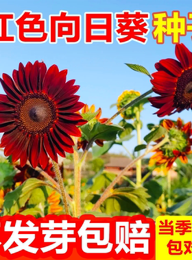 鸿运向日葵种子观赏葵花籽种春播红色向日葵多头泰迪熊向日葵切花