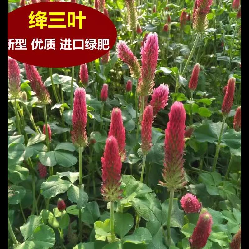 果园绿肥种子地中海三叶草绛三叶果园花卉蜜源鸡鸭牛羊鱼牧草-封面