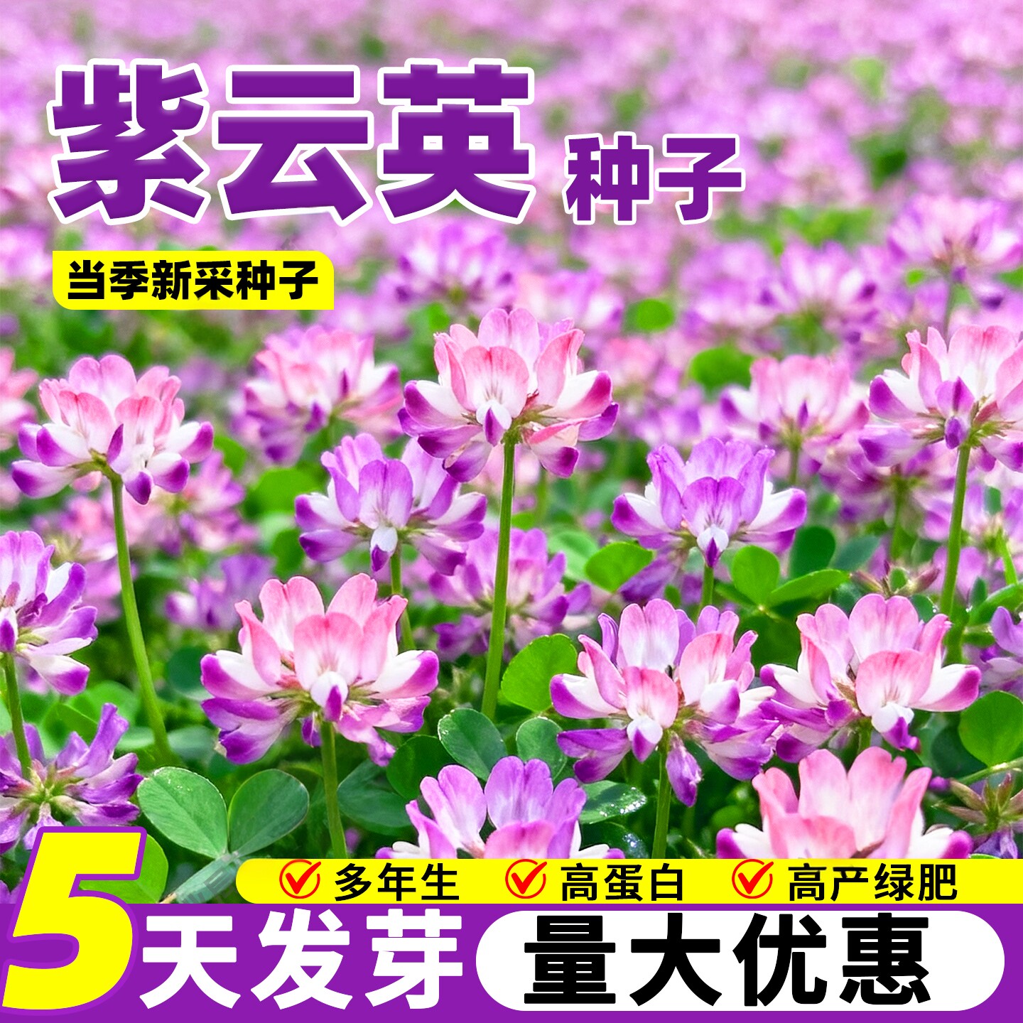 紫云英种子绿肥种籽红花草高产牧草种果园可食用养蜂蜜源固氮草籽