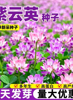 紫云英种子绿肥种籽红花草高产牧草种果园可食用养蜂蜜源固氮草籽