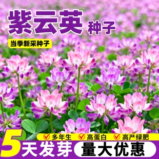 紫云英种子绿肥种籽红花草高产牧草种果园可食用养蜂蜜源固氮草籽