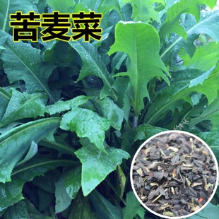 多年生南方牧草苦麦菜种子鹅菜草籽鸡鸭鹅等家禽吃的饲料草