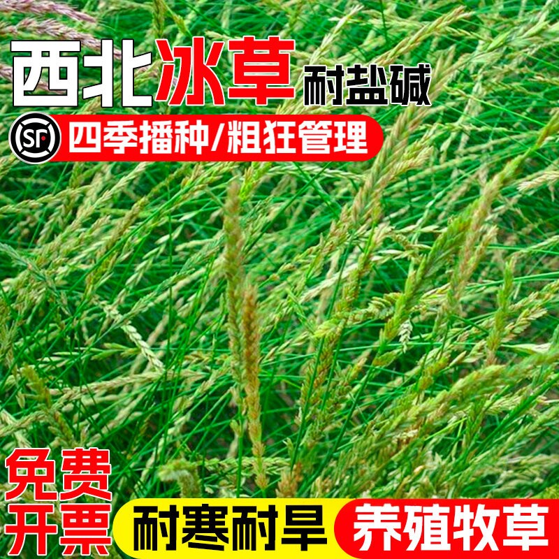 冰草种子别名野麦子 扁穗冰草 羽状小麦草暖季型草坪种子牧草种籽图片