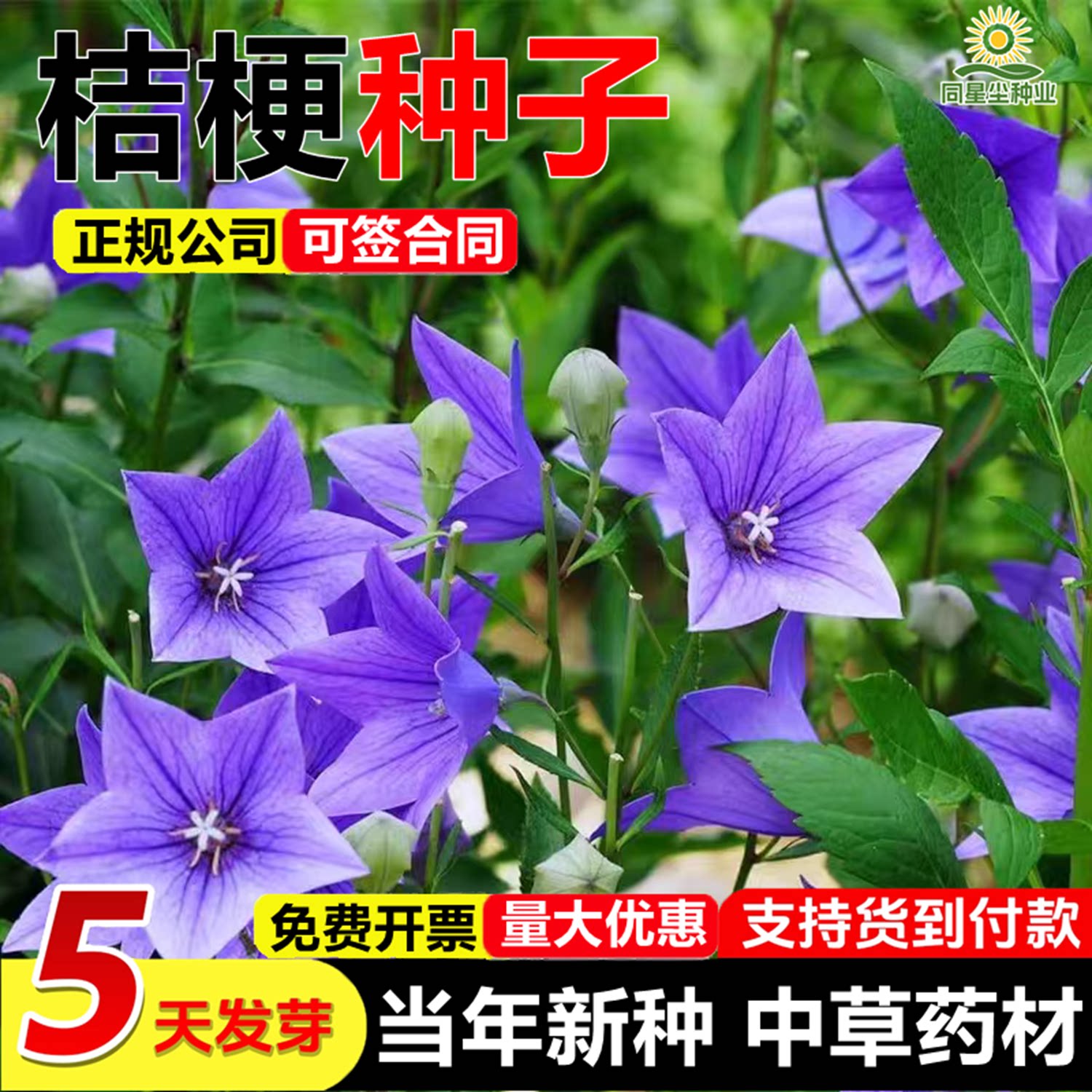 中华桔梗种子耐寒铃铛花籽适合乡村庭院小区花园播种室外阳台盆栽图片