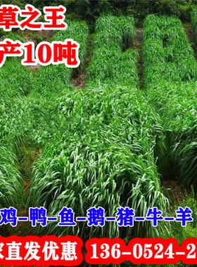 黑麦草种籽四季青多年生耐寒牧草种子鸡鸭牛羊四倍高产黑麦草子种