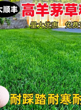 高羊茅进口草籽草坪种子四季播种青护坡绿化公园黑麦草早熟禾种籽