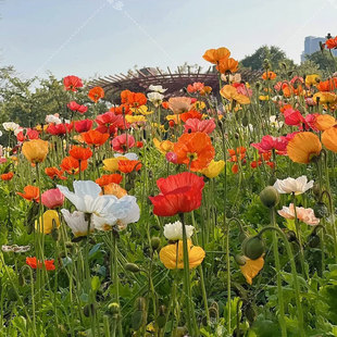 冰岛虞美人种子花种籽四季播种开花庭院易活室内室外盆栽花卉花籽