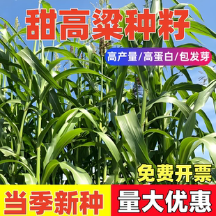 大力士甜高梁 饲用甜高粱种子高产耐旱养牛羊牧草种子