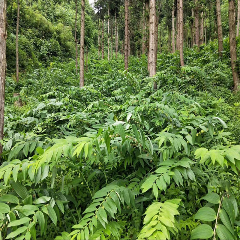 现采九华山多花姜型黄精种子老虎姜形种籽500g甜黄精种植苗带皮