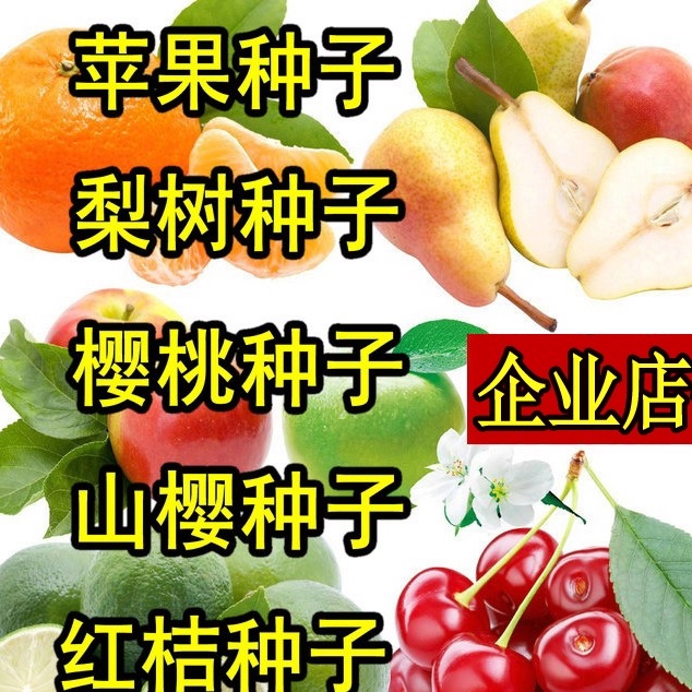 果树种子春季苹果梨树砖木嫁接