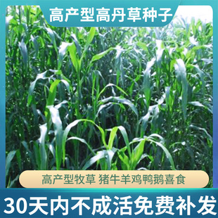 猪牛羊牧草种籽养殖四季多年生畜牧苏丹草种子高丹草草籽鱼草种籽
