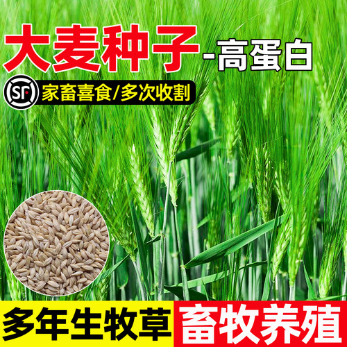 大麦种子耐寒耐旱耐贫瘠四季高产高蛋白家禽喜食多茬收割牧草种籽