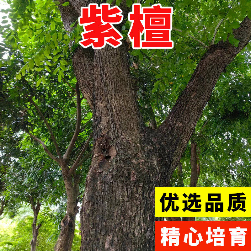 当年新采紫檀种子青龙木黄柏木蔷薇木庭院公园绿化乔木小叶紫檀树