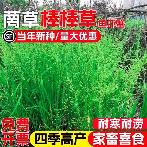 棒棒草籽小龙虾养殖水草苦梗草