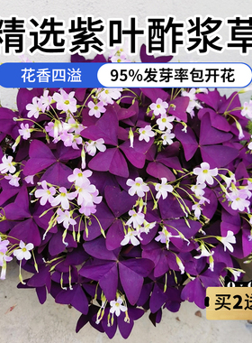 紫叶酢浆草种球幸运草多年生盆栽紫蝴蝶花卉紫色浆草炸酱草种子