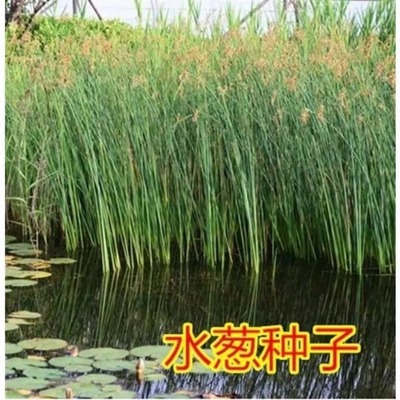 水生植物野生水葱种子净化水质