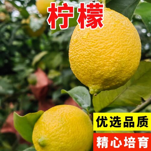 新鲜柠檬种子 嫁接果树种子 阳台庭院 绿土柠檬种子 黄红柠檬种子