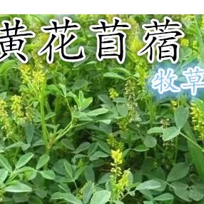 木犀草黄花苜蓿种子紫花苜蓿四季种多年生高产牧草种子家畜喂养