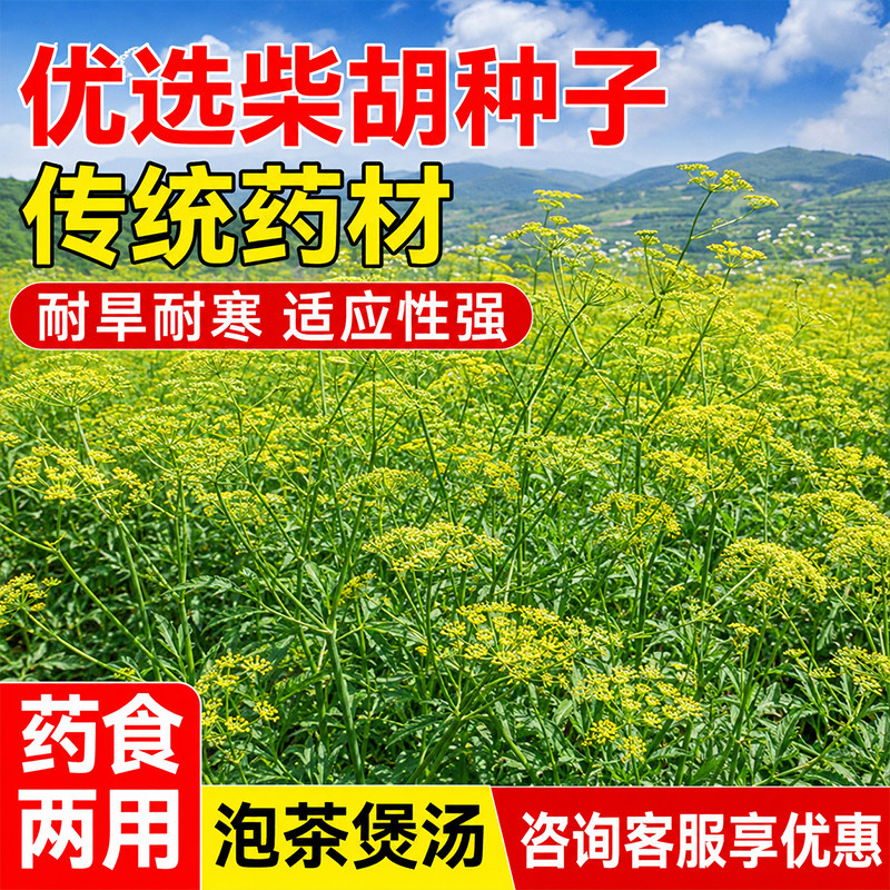 柴胡种籽耐寒耐贫瘠水土保持生态修复多年生可药食两用中草药种子