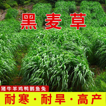 进口耐寒牧草种子多年生黑麦草种子四季常青鸡鸭鹅猪牛羊鱼草种籽