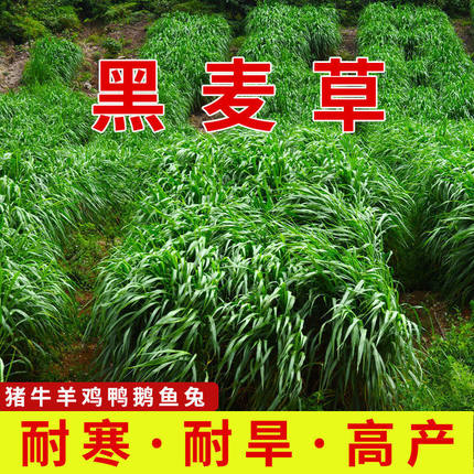 进口黑麦草种子多年生牧草四季