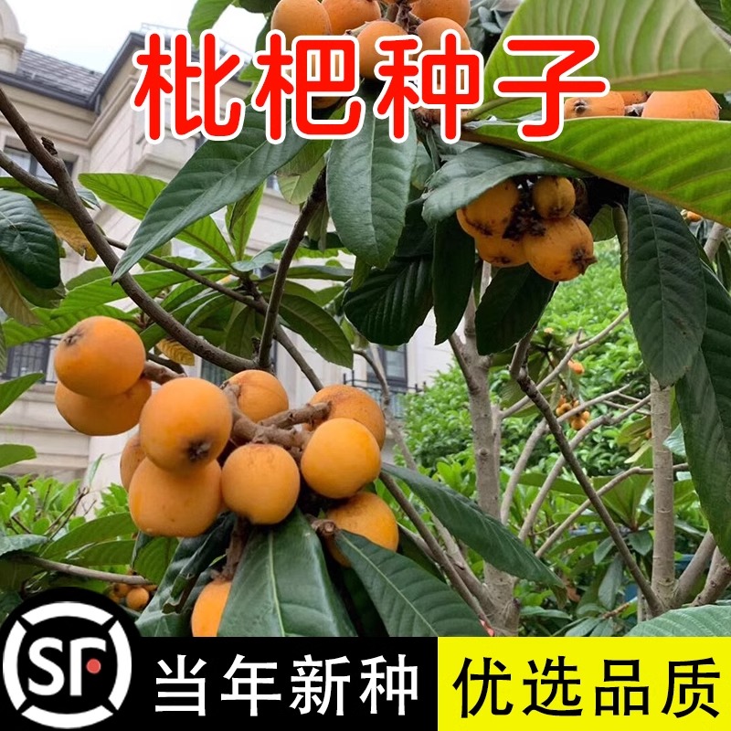 当年新采收枇杷 枇杷种子 枇杷树种子枇杷种子可嫁果树林木种子