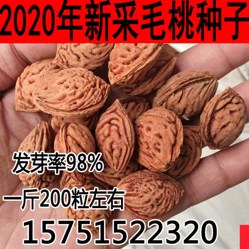 桃树种子价格 桃树种子图片 星期三