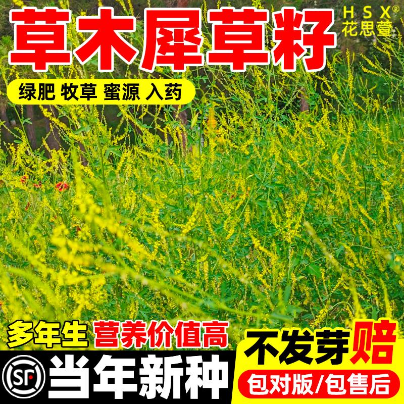 草木犀种子草木樨籽优质牧草种黄花臭苜蓿绿肥耐寒耐旱耐贫瘠蜜源