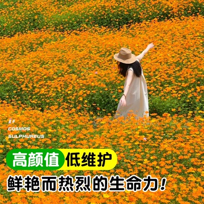 硫华菊花籽黄秋英波斯菊花种子四季播种开花地被植物室外庭院花卉