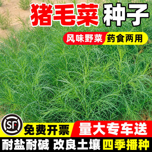 猪毛菜种子多年生防风固沙草籽生态修复盐碱地改良野生蓬蓬菜种