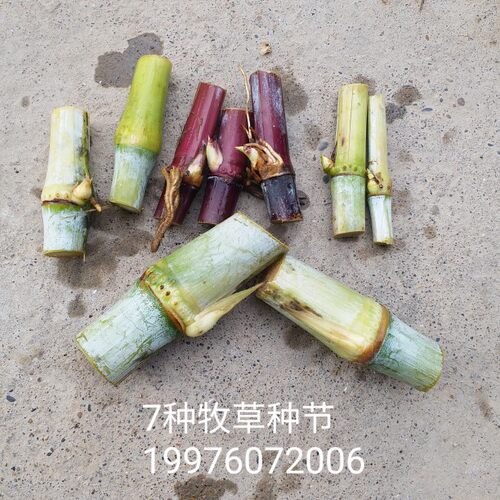 牛羊牧草王红象皇竹甜象草种节子三号桂牧一号蜜蔗多年生金牧粮草