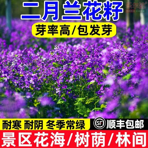 二月兰种子耐阴耐寒绿化盆栽春秋