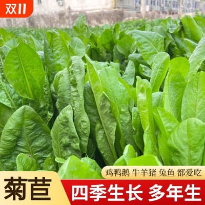 大叶菊苣草种籽多年生四季牧草种子猪菜种子牛羊鱼鸡鸭鹅养殖草籽