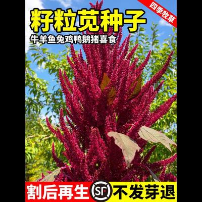 美国籽粒苋种子进口优质牧草籽高蛋白千穗谷鸡鸭鹅家禽喜食苋菜孑