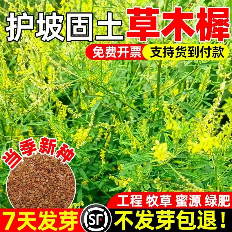 草木犀种子草木樨籽优质牧草种黄花草绿肥耐旱耐寒耐贫瘠蜜源草籽