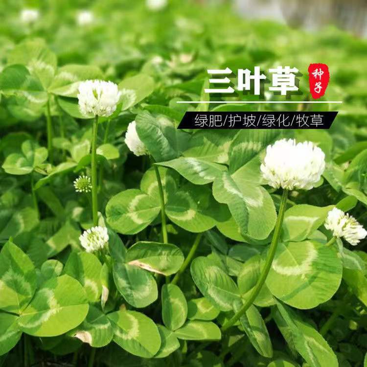 优质红三叶草种子白三叶草种子四季多年生种籽果园林绿化阳台庭院