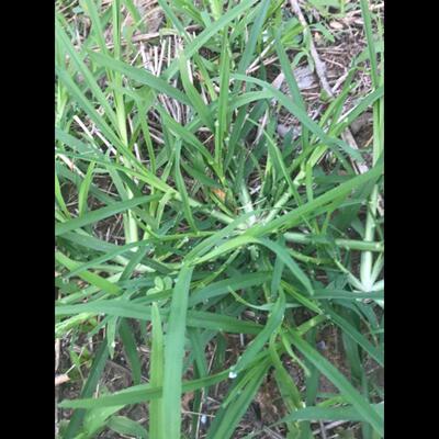 牧草种子牛筋野草种子老驴